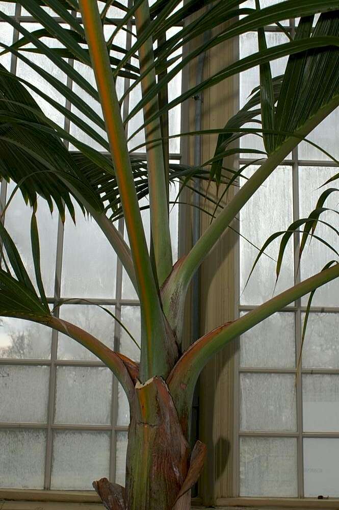 Image of Bottle Palm