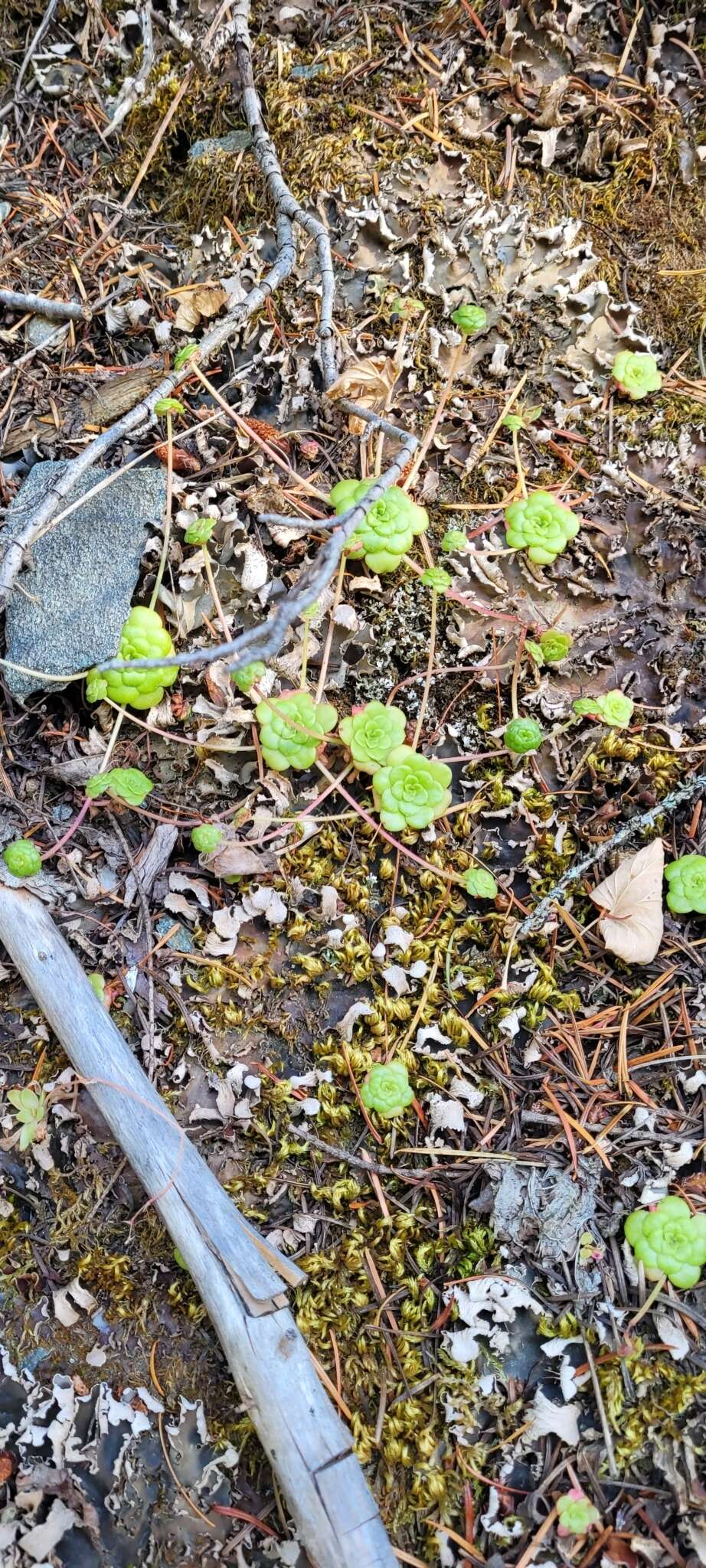 Imagem de Sedum spathulifolium subsp. purdyi (Jeps.) Clausen