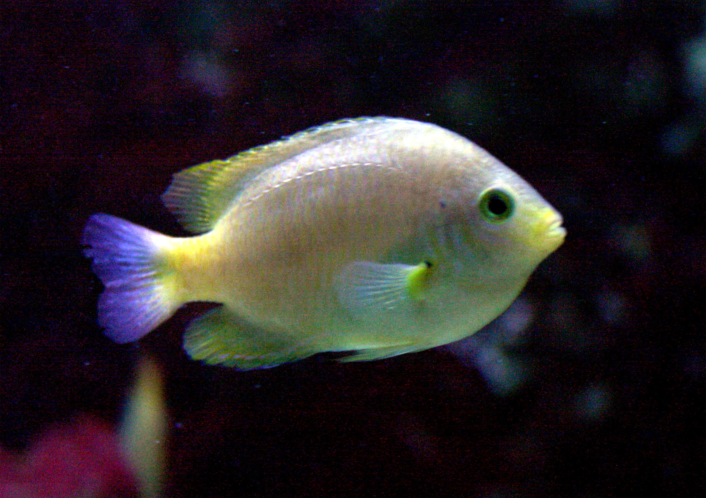 Image of Lemon damsel