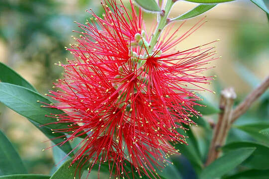 صورة Callistemon citrinus (Curtis) Skeels