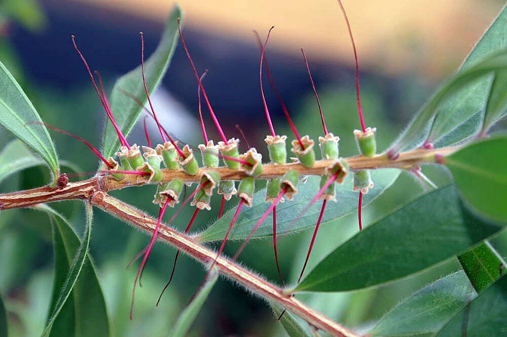 صورة Callistemon citrinus (Curtis) Skeels