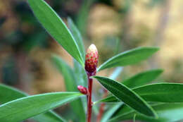 صورة Callistemon citrinus (Curtis) Skeels