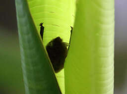 Image of disc-winged bats