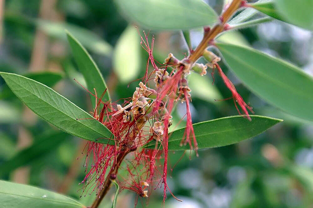 صورة Callistemon citrinus (Curtis) Skeels