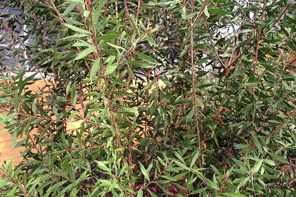 صورة Callistemon citrinus (Curtis) Skeels