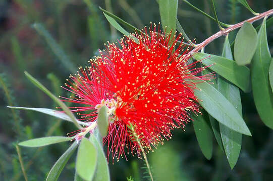 صورة Callistemon citrinus (Curtis) Skeels