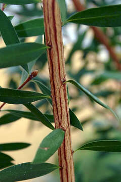 صورة Callistemon citrinus (Curtis) Skeels