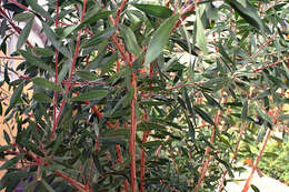 صورة Callistemon citrinus (Curtis) Skeels