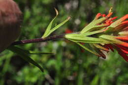 Plancia ëd Castilleja suksdorfii A. Gray