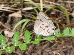 Слика од Tmolus echion (Linnaeus 1767)