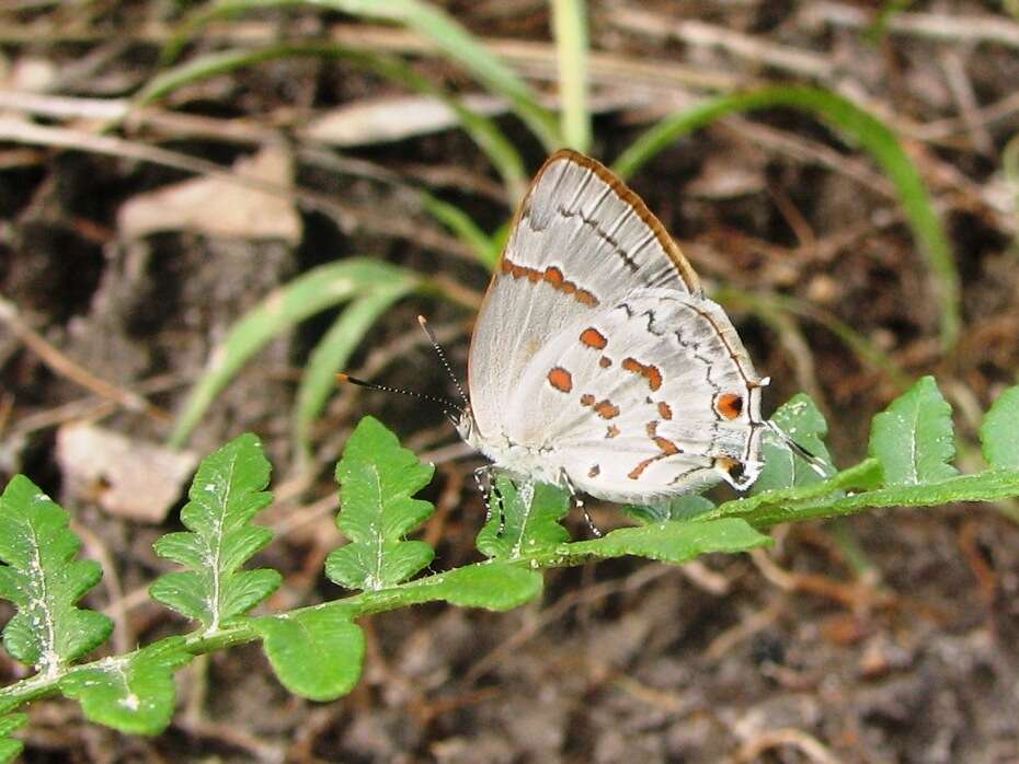 Слика од Tmolus echion (Linnaeus 1767)