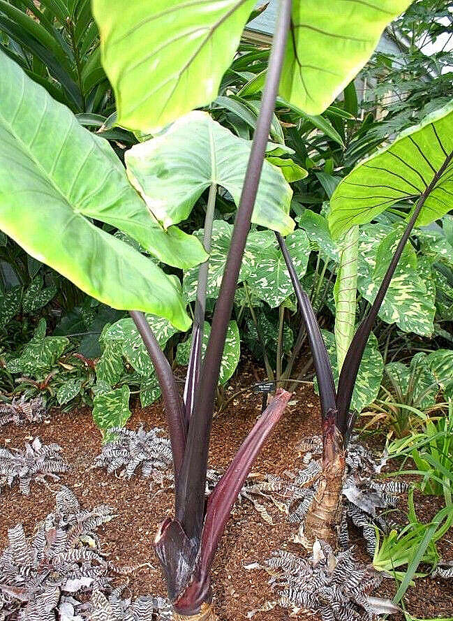 Imagem de Alocasia macrorrhizos (L.) G. Don