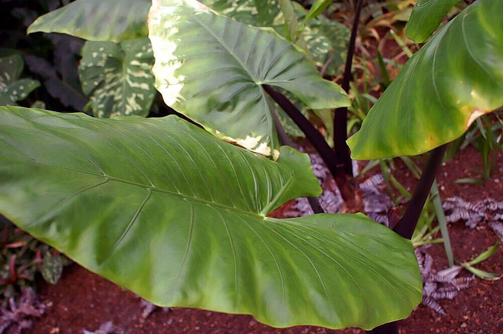 Imagem de Alocasia macrorrhizos (L.) G. Don