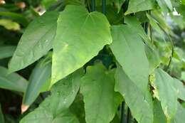 Image of Bengal clock vine