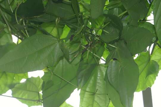 Image of Bengal clock vine