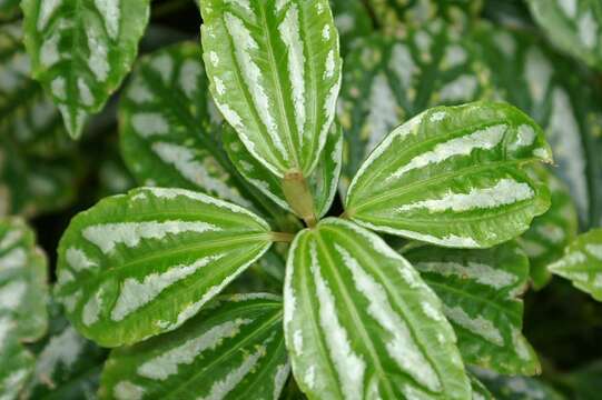 Imagem de Pilea cadierei Gagnep. & Guillaum.