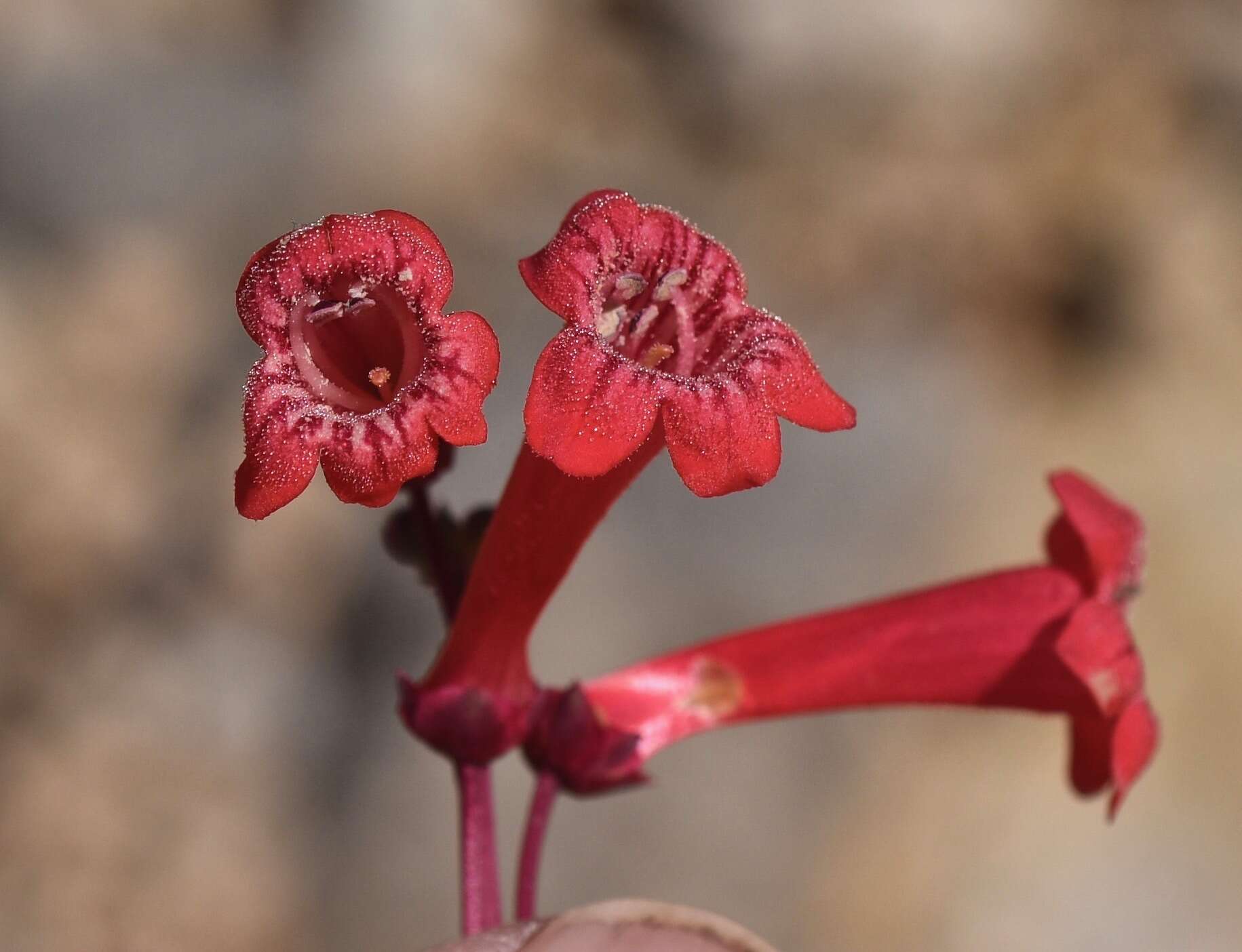 Image of Utah penstemon