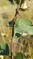 Imagem de Symphoricarpos occidentalis Hook.