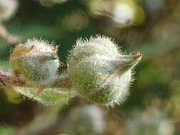 Слика од Rubus vestitus Weihe & Nees