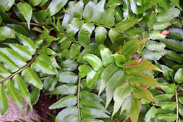 Image of Japanese netvein hollyfern