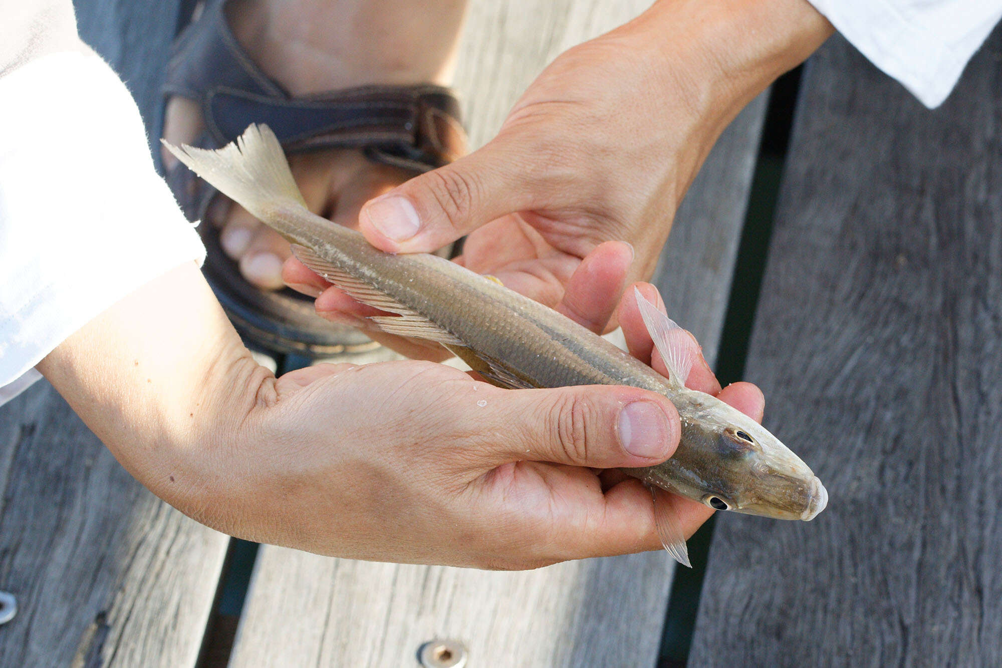 Image of Golden lined whiting