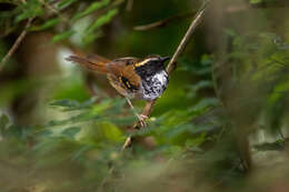 Image of White-bibbed Antbird