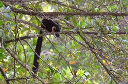 Image of Black Giant Squirrel