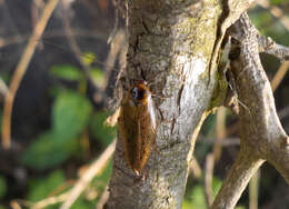 Image of dusky cockroach