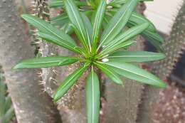 Image of Pachypodium lamerei Drake