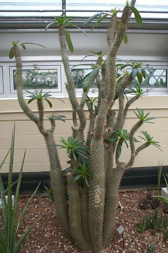 Image of Pachypodium lamerei Drake