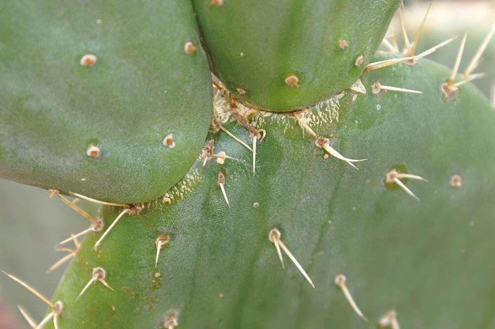 Imagem de Opuntia ficus-indica (L.) Mill.