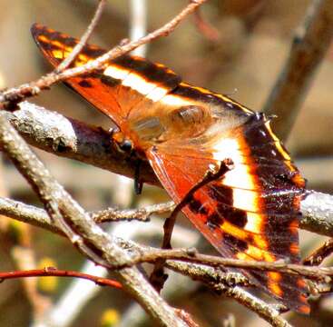 Imagem de Charaxes druceanus Butler 1869