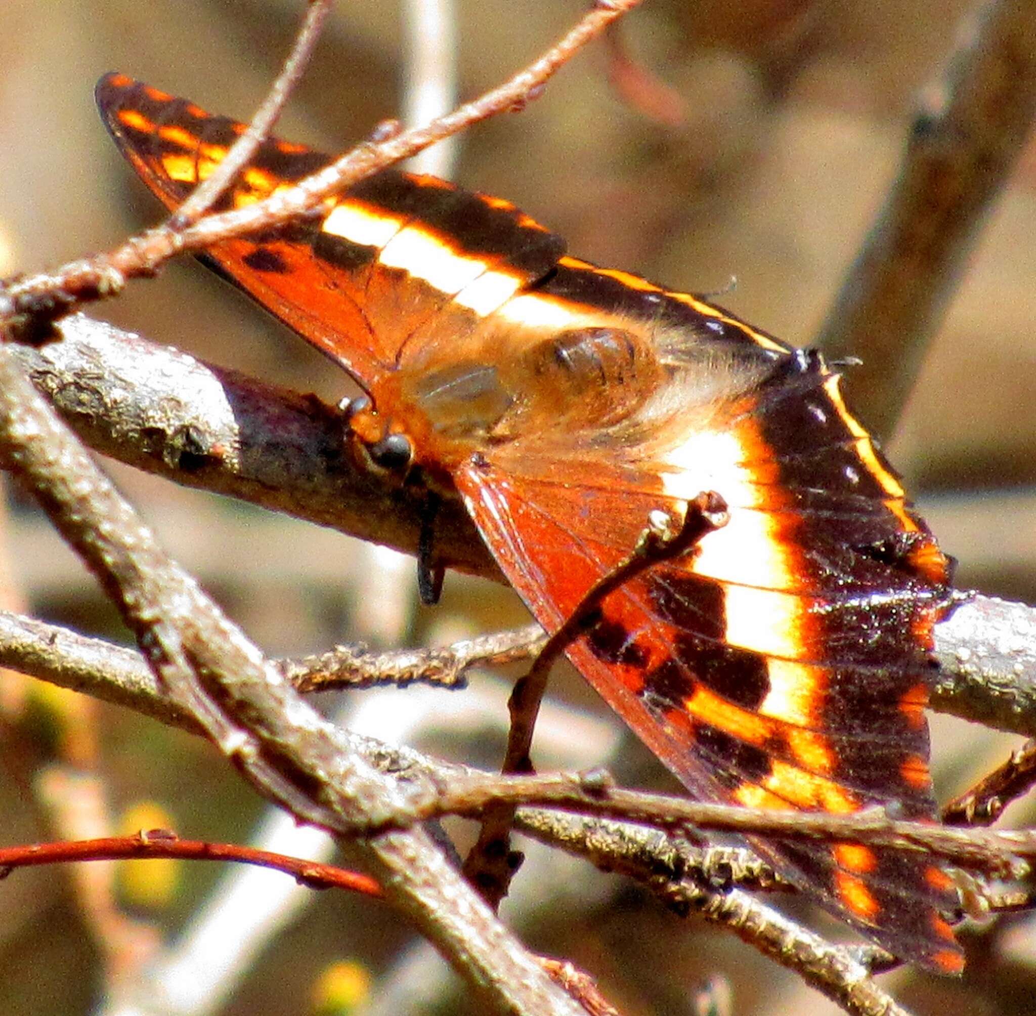 Image of Charaxes druceanus Butler 1869