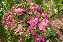 Image of Rose Cactus