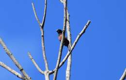 Image of Chestnut-bellied Seed Finch