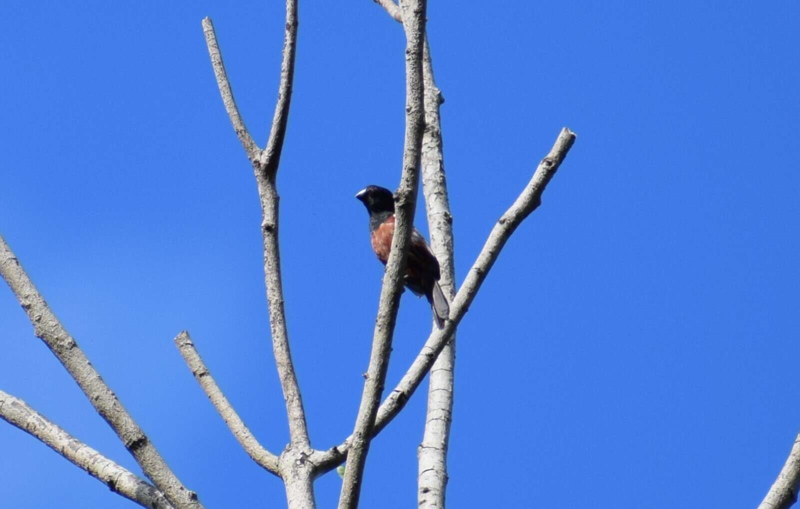 Image of Chestnut-bellied Seed Finch