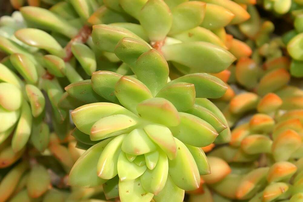 Image de Sedum nussbaumerianum Bitter