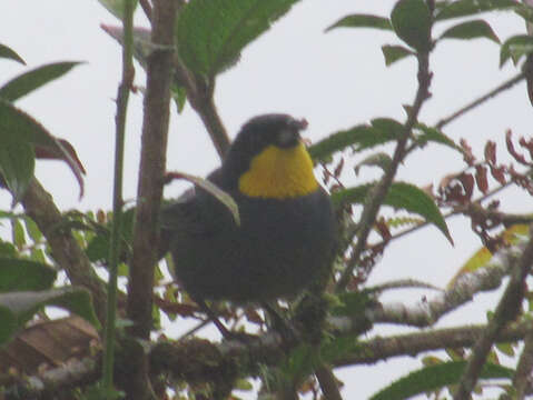 Image of Purplish-mantled Tanager