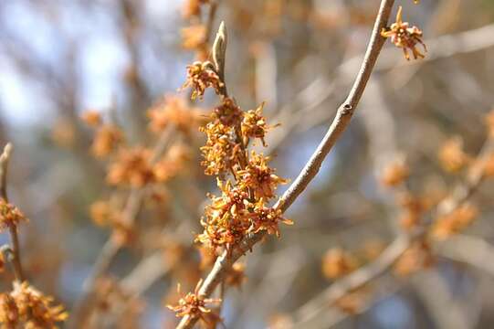 Image of Ozark Witch-Hazel