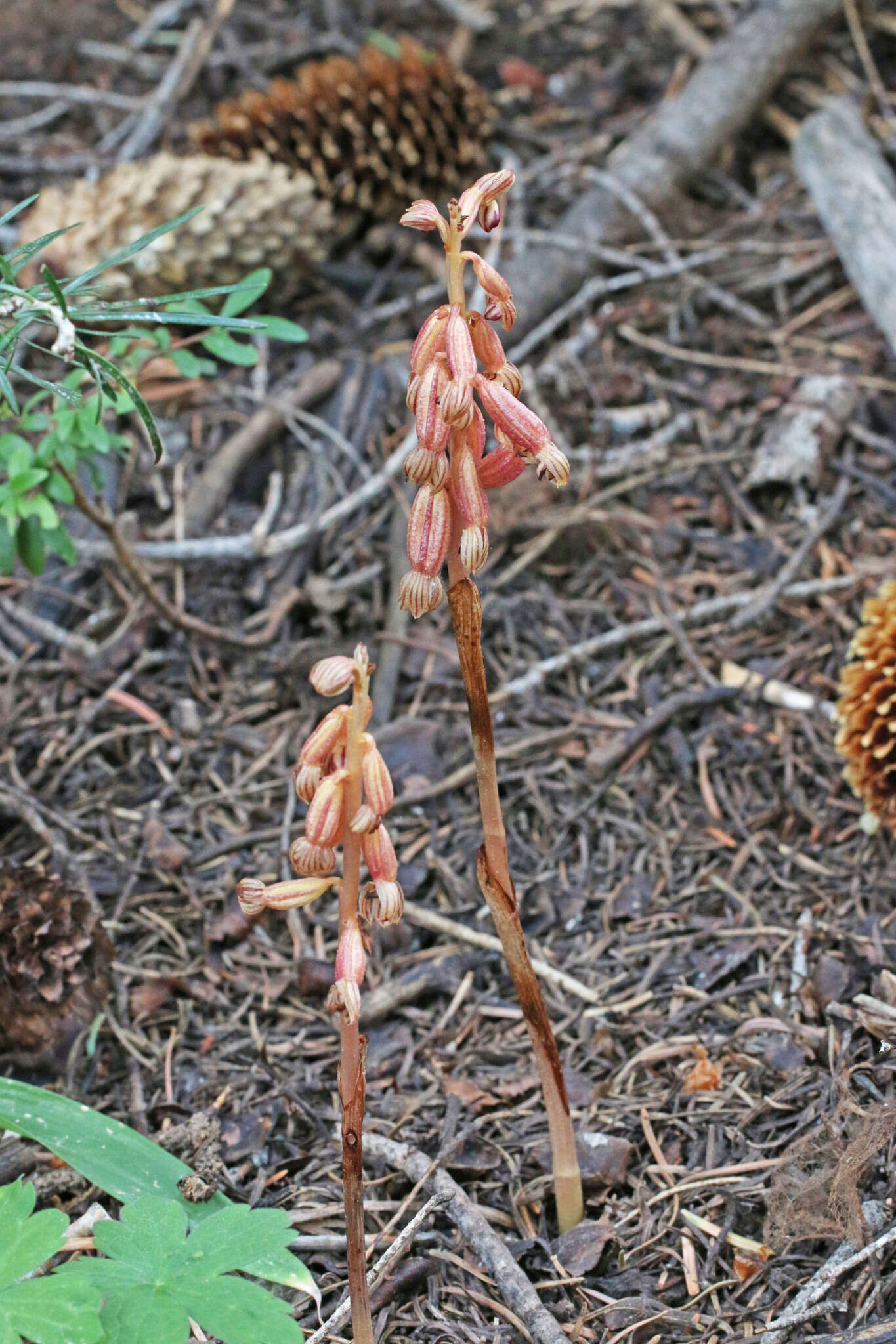 Image of Vreeland's coralroot