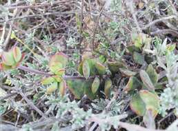 Image of Crassula atropurpurea var. muirii (Schönl.) G. D. Rowley