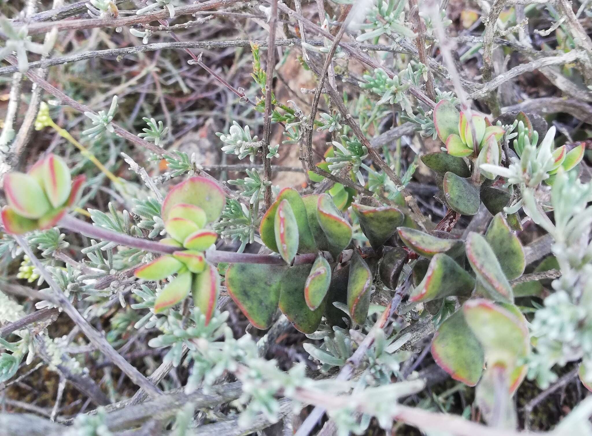 Image of Crassula atropurpurea var. muirii (Schönl.) G. D. Rowley