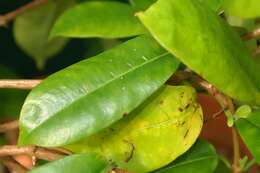 Image de Mandevilla boliviensis (Hook. fil.) R. E. Woodson