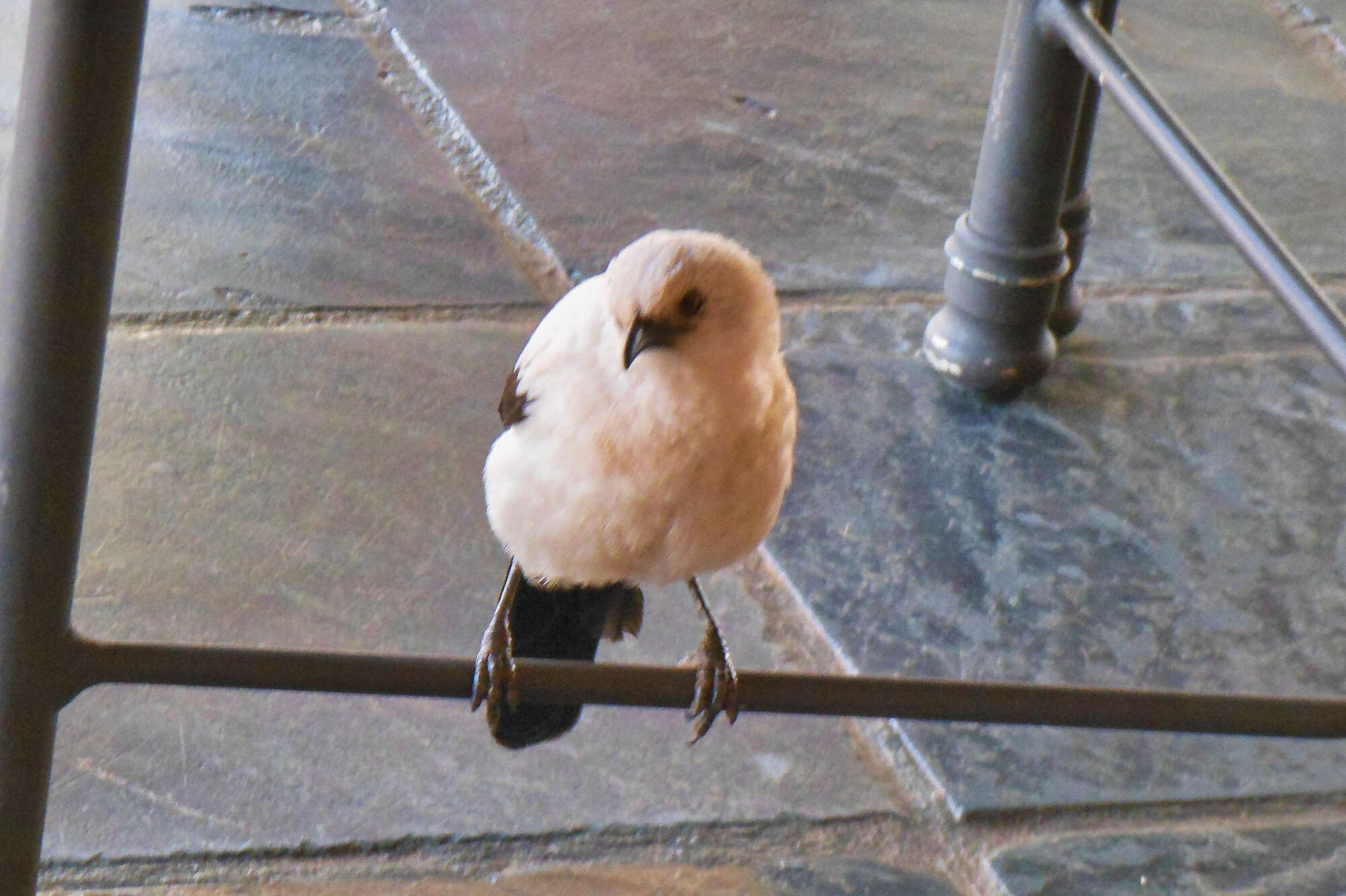 Image of Southern Pied Babbler