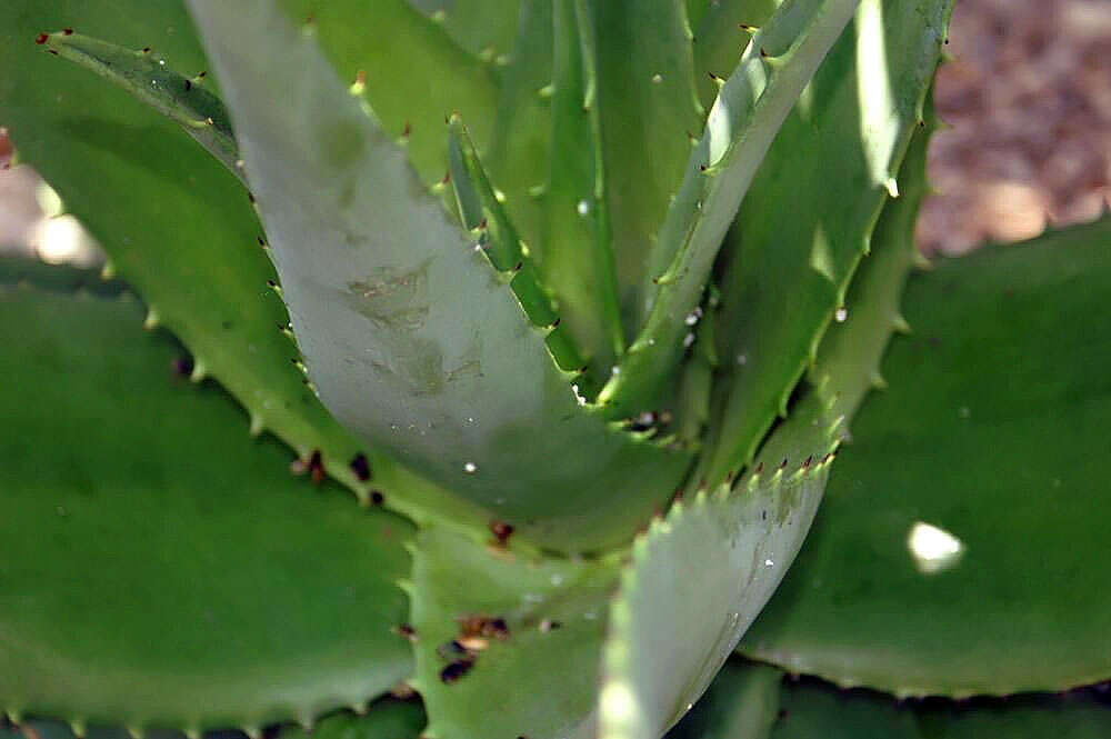 Aloe broomii Schönland resmi