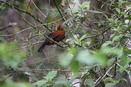 Rupicola peruvianus aequatorialis Taczanowski 1889 resmi