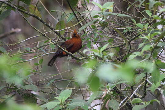 Imagem de Rupicola peruvianus aequatorialis Taczanowski 1889