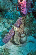 Image de Octopus americanus Froriep 1806