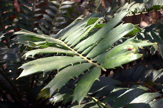 Image of Kozi Cycad