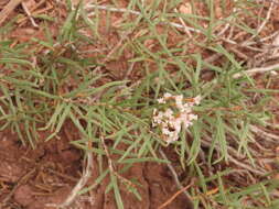 Imagem de Eriogonum leptophyllum (Torr. & Gray) Woot. & Standl.